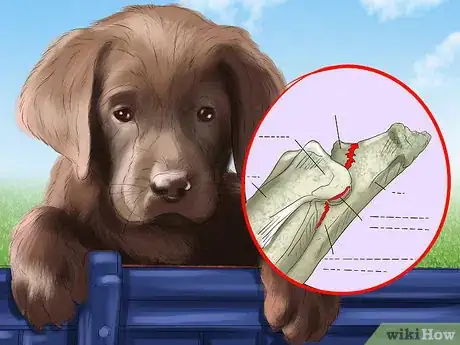 Image titled Buy a Chocolate Labrador Step 6