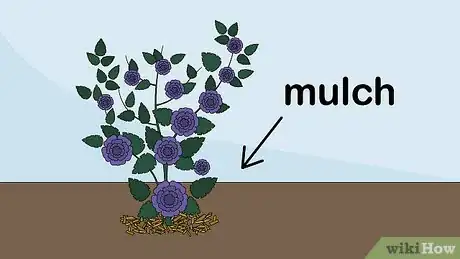 Image titled Care for a Midnight Blue Rose Bush Step 9