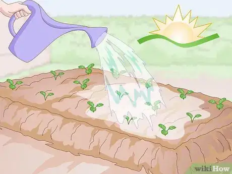 Image titled Grow Pansies Step 10