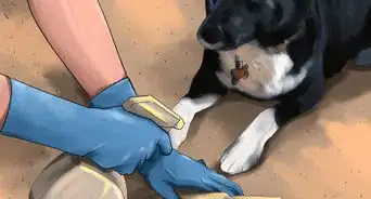 Housebreak a Dog with Positive Reinforcement