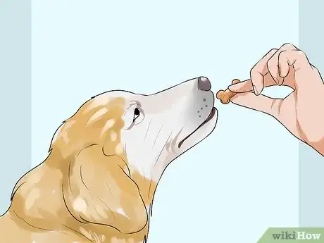 Image titled Get Your Dog to Follow You Step 7