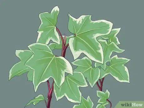 Image titled Grow Ivy Step 2