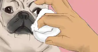 Persuade Your Parents to Adopt a Pug