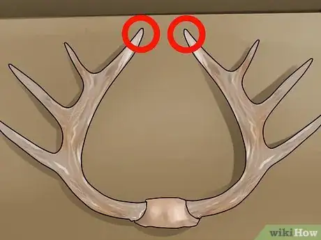 Image titled Score Mule Deer Antlers Step 11
