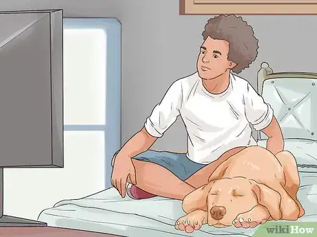 Image titled Have a Happy Weimaraner Step 10