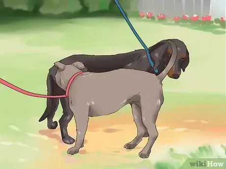 Image titled Socialize a New Dog with Your Family Step 10