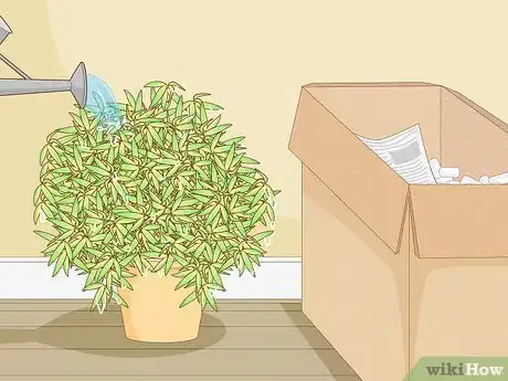 Image titled Buy Bamboo Step 11