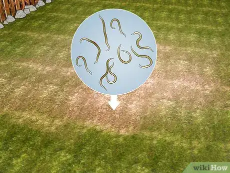 Image titled Get Rid of Japanese Beetles Step 9