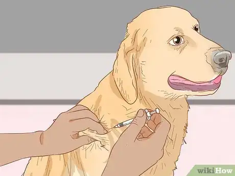 Image titled Treat Skin Allergies in Golden Retrievers Step 20