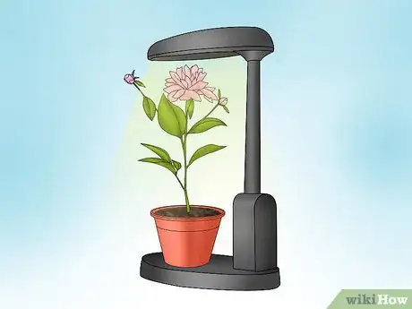 Image titled Grow a Peony in a Pot Step 7