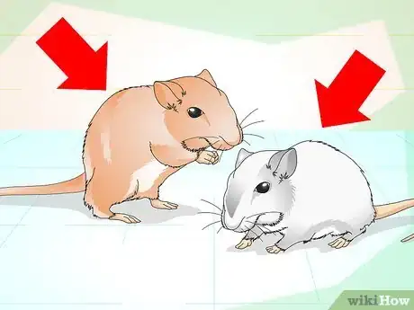 Image titled Tame Your Gerbils Step 1