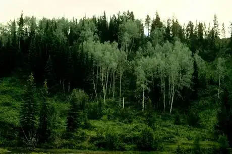 Image titled Birch aspen forests in NM, 1970