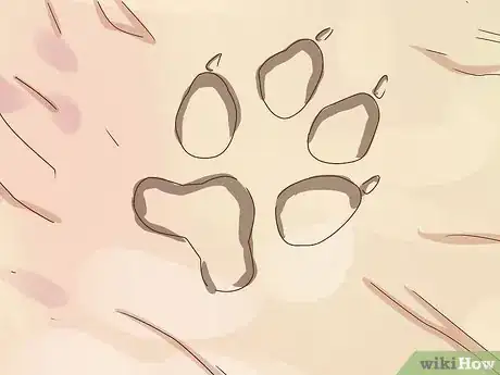 Image titled Identify Animal Tracks Step 2