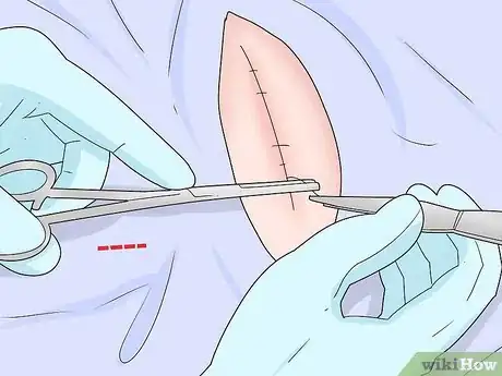 Image titled Care for a Polish Rabbit Step 15