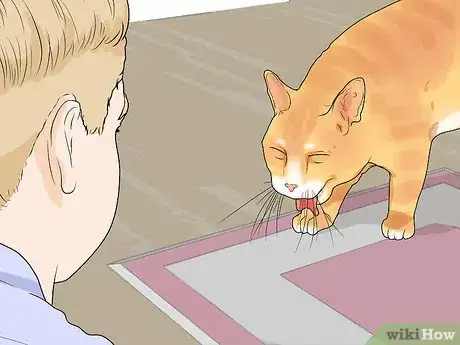 Image titled Diagnose and Treat Chylothorax in Cats Step 2