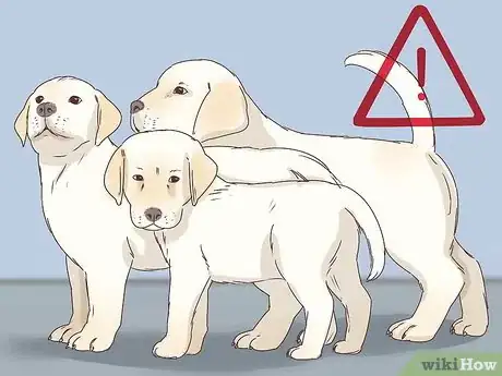 Image titled Recognize and Treat Dwarfism in Dogs Step 1