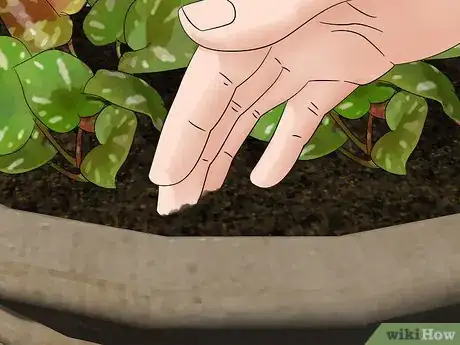 Image titled Plant an Autumn Container Garden Step 8