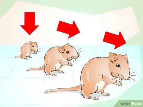 Image titled Tame Your Gerbils Step 6