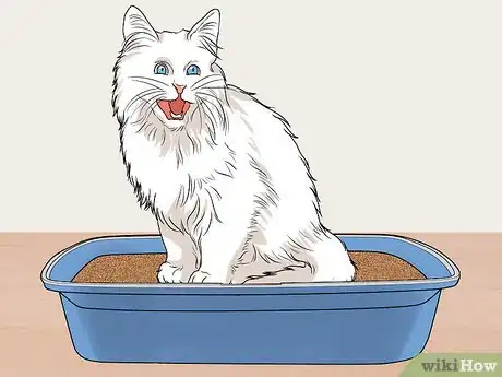 Image titled Raise Angora Cats Step 13