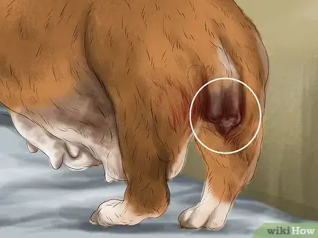 Image titled Keep a Mother Dog Healthy Postpartum Step 7