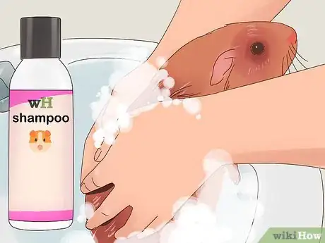 Image titled Show a Guinea Pig Step 4