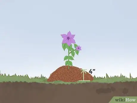 Image titled Plant Clematis Step 7