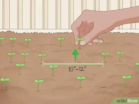 Image titled Grow Horehound Step 8