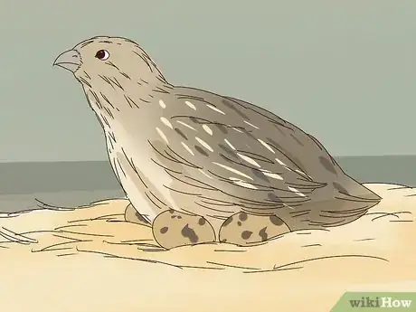 Image titled Raise Quail for Eggs Step 4