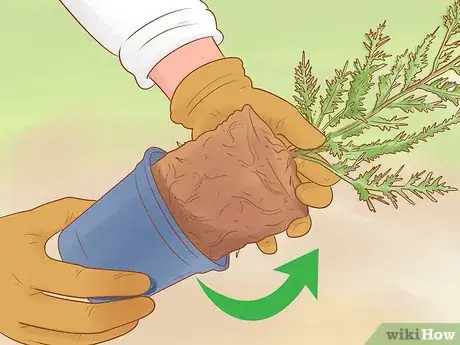 Image titled Plant Leyland Cypress Step 8