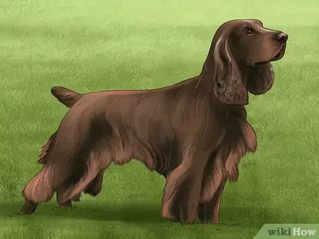 Image titled Identify a Field Spaniel Step 1