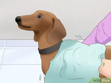 Image titled Exercise a Senior Dog on a Water Treadmill Step 9