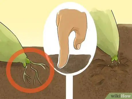 Image titled Propagate Succulents (Without Rooting Hormone) Step 8