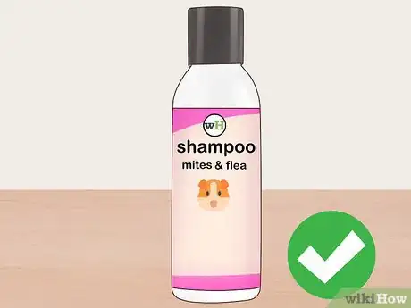 Image titled Show a Guinea Pig Step 9