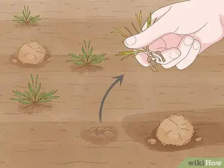 Image titled Plant Parsnips Step 8