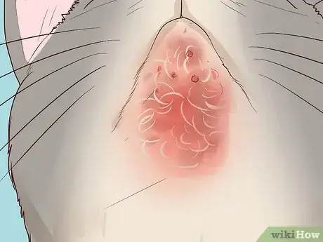 Image titled Treat Feline Acne Step 3