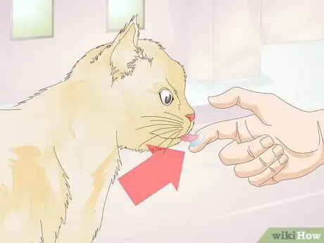 Image titled Prevent Feline Dental Disease Step 2