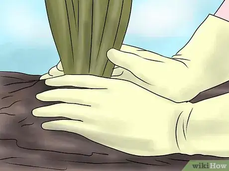 Image titled Keep Narcissus Bulbs After Flowering Step 18