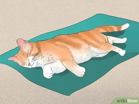 Image titled Diagnose a Cat Cough Step 19