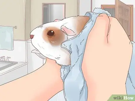 Image titled Show a Guinea Pig Step 6