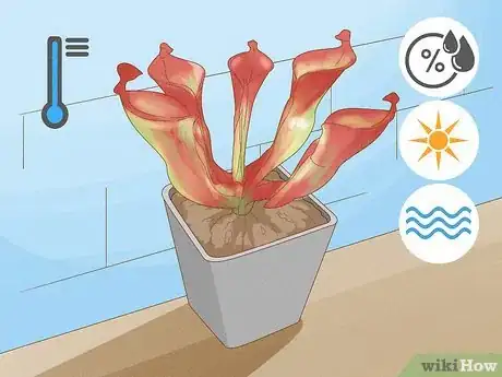 Image titled Raise Carnivorous Plants Step 3