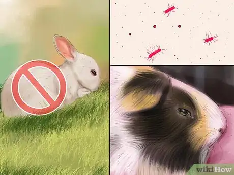Image titled Prevent Respiratory Problems in Guinea Pigs Step 7