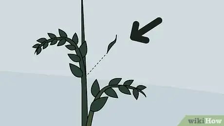 Image titled Grow a Tomato Plant Step 16