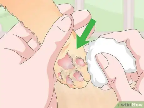 Image titled Keep Your Cat Clean Step 20