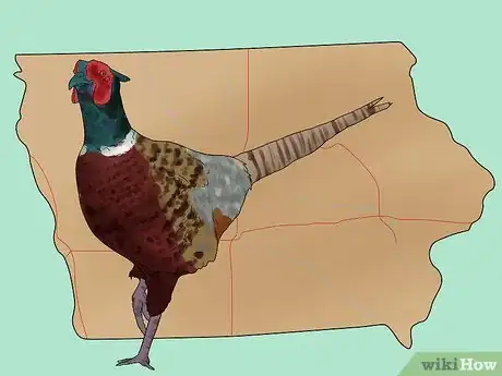 Image titled Hunt Pheasants Step 6