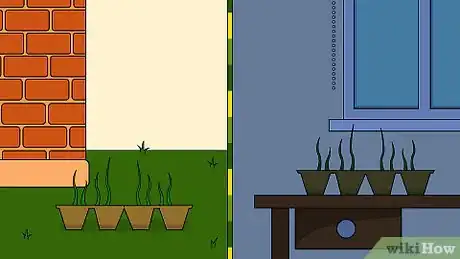 Image titled Grow Chamomile Step 8