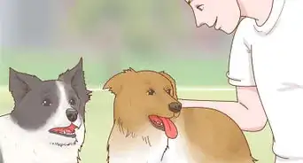 Care for a Border Collie