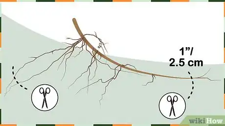 Image titled Plant Lily of the Valley Step 9