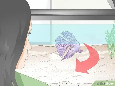 Image titled Name Your Betta Fish Step 5