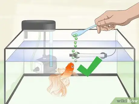 Image titled Care for Fancy Goldfish Step 24