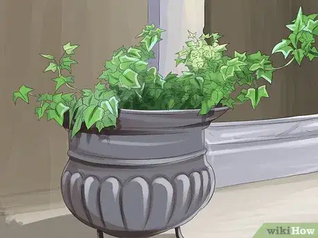 Image titled Grow Ivy Step 5